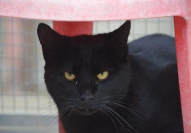 Obac (geb. April 2025) - EKH-Kater, EKH - Kater