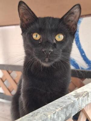 Obac (geb. April 2025) - EKH-Kater, EKH - Kater