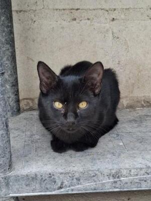 Obac (geb. April 2025) - EKH-Kater, EKH - Kater