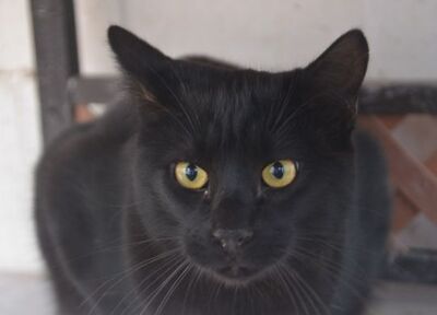 Obac geb. April 2025, EKH - Kater