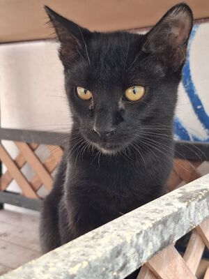 Obac geb. April 2025, Europäisch Kurzhaar - Kater