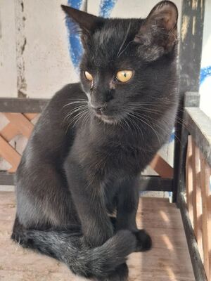 Obac geb. April 2025, Europäisch Kurzhaar - Kater