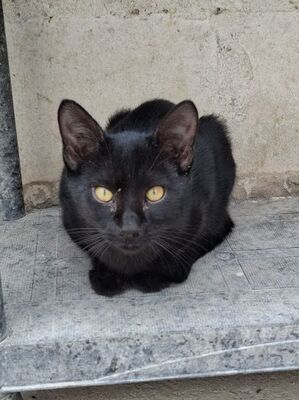 Obac geb. April 2025, Europäisch Kurzhaar - Kater