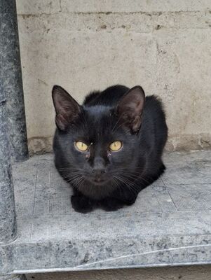Obac geb. April 2025, Europäisch Kurzhaar - Kater