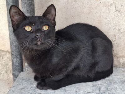 Obac geb. April 2025, Europäisch Kurzhaar - Kater