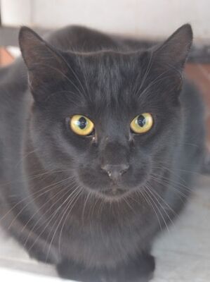 Obac geb.April 25, EKH - Kater