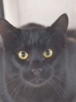 Obac geb.April 25, EKH - Kater