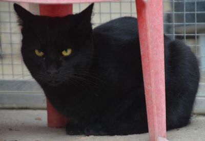 Obac geb.April 25, EKH - Kater