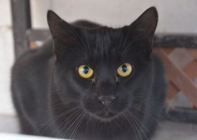 Obac geb.April 25, EKH - Kater