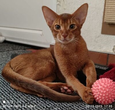 Obalon Gand-Duc, Abessinier Jungtier - Kater