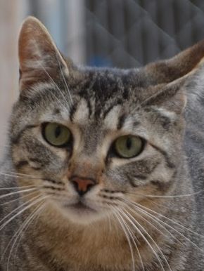 Odd, Europäisch Kurzhaar - Kater