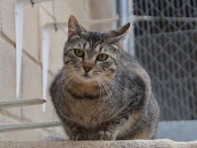 Odd, Europäisch Kurzhaar - Kater