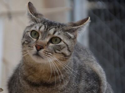 Odd, Europäisch Kurzhaar - Kater