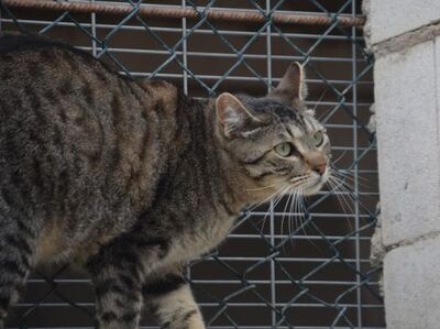 Odd, Europäisch Kurzhaar - Kater