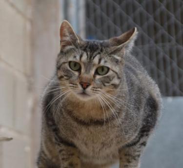 Odd (geb. Mai 2023) - EKH-Kater, EKH - Kater