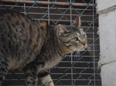 Odd (geb. Mai 2023) - EKH-Kater, EKH - Kater