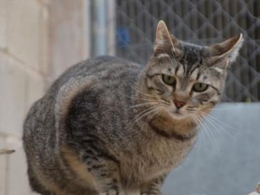Odd (geb. Mai 2023) - EKH-Kater, EKH - Kater