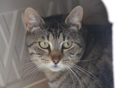 Odd (geb. Mai 2023) - EKH-Kater, EKH - Kater