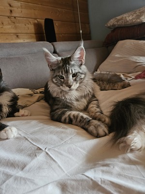 Of Watermill Manor Big Boy, Main Coon Jungtier - Kater