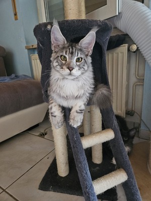 Of Watermill Manor Big Boy, Main Coon Jungtier - Kater