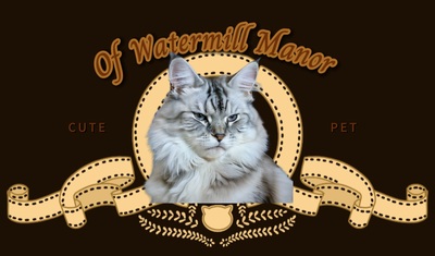 Of Watermill Manor Big Boy, Main Coon Jungtier - Kater