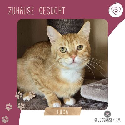 Offener Kater Luca sucht seine Dosis, EKH - Kater