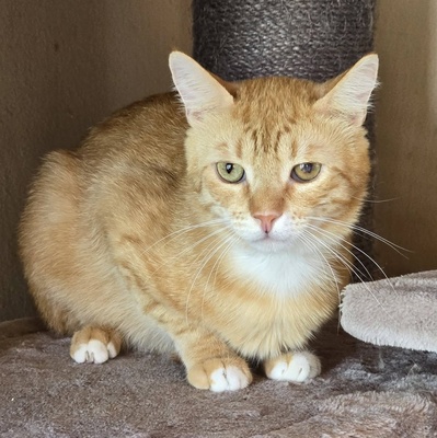 Offener Kater Luca sucht seine Dosis, EKH - Kater