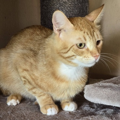 Offener Kater Luca sucht seine Dosis, EKH - Kater