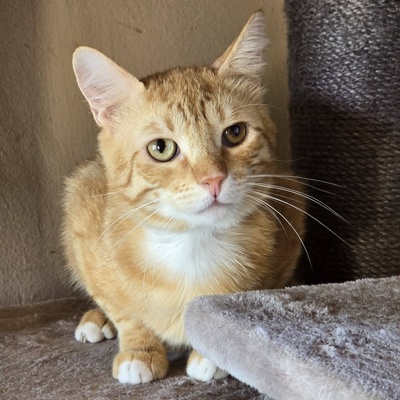 Offener Kater Luca sucht seine Dosis, EKH - Kater