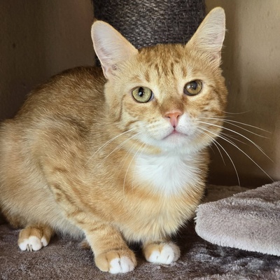 Offener Kater Luca sucht seine Dosis, EKH - Kater