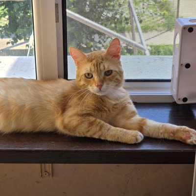 Offener Kater Luca sucht seine Dosis, EKH - Kater