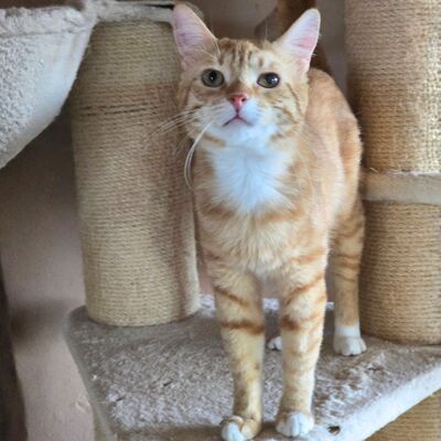 Offener Kater Luca sucht seine Dosis, EKH - Kater