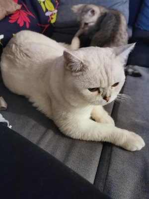 Olaf, Britisch Kurzhaarkatze - Kater