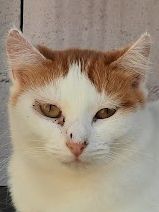 Olivia, Europäisch Kurzhaar - Katze