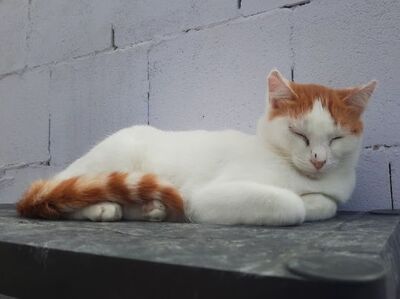 Olivia, Europäisch Kurzhaar - Katze