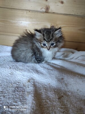 Olivia, Sibirische Katze Jungtier - Katze