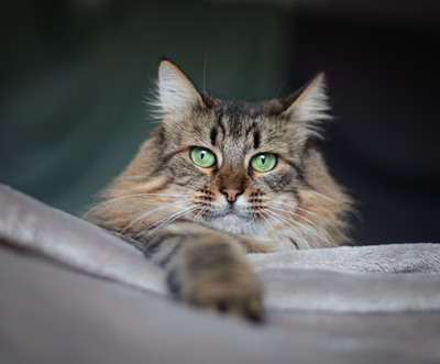 Olivia, norwegische oder sibirische Waldkatze Jungtier - Katze