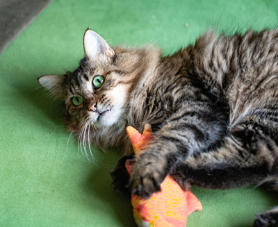 Olivia, norwegische oder sibirische Waldkatze Jungtier - Katze