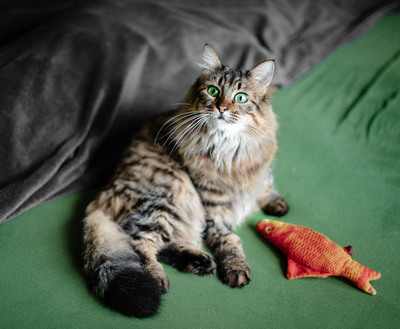 Olivia, norwegische oder sibirische Waldkatze Jungtier - Katze