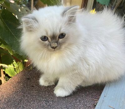 Olly, Fuchsi, Pauli, Heilige Birma Jungtier - Kater