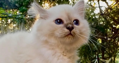 Olly, Heilige Birma Jungtier - Kater