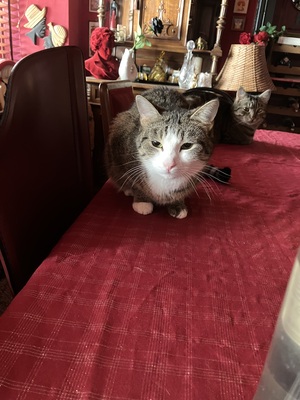 Olympia, Hauskatze - Katze