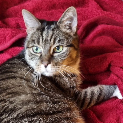 Omi Lucy, Europäische Hauskatze - Katze