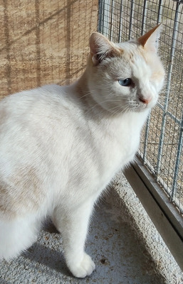 One - einäugige Schönheit, Thai-Siam-Mix - Kater