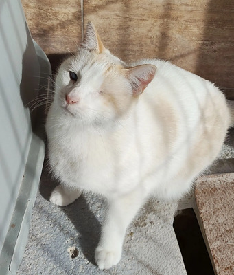 One - einäugige Schönheit, Thai-Siam-Mix - Kater