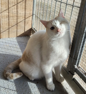 One - einäugige Schönheit, Thai-Siam-Mix - Kater