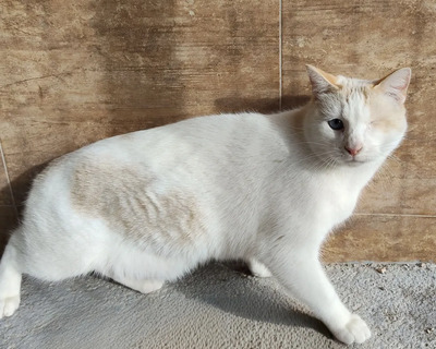 One - einäugige Schönheit, Thai-Siam-Mix - Kater