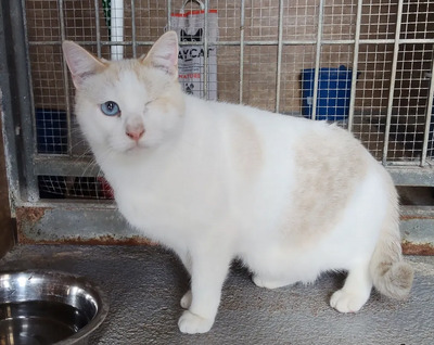 One - einäugige Schönheit, Thai-Siam-Mix - Kater