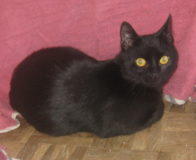 Onyx freut sich auf IHREN Lebensplatz