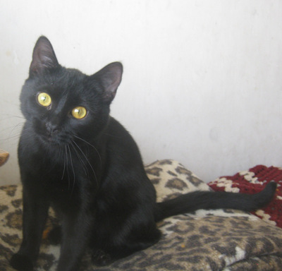 Onyx freut sich auf IHREN Lebensplatz, Mischling Jungtier - Katze